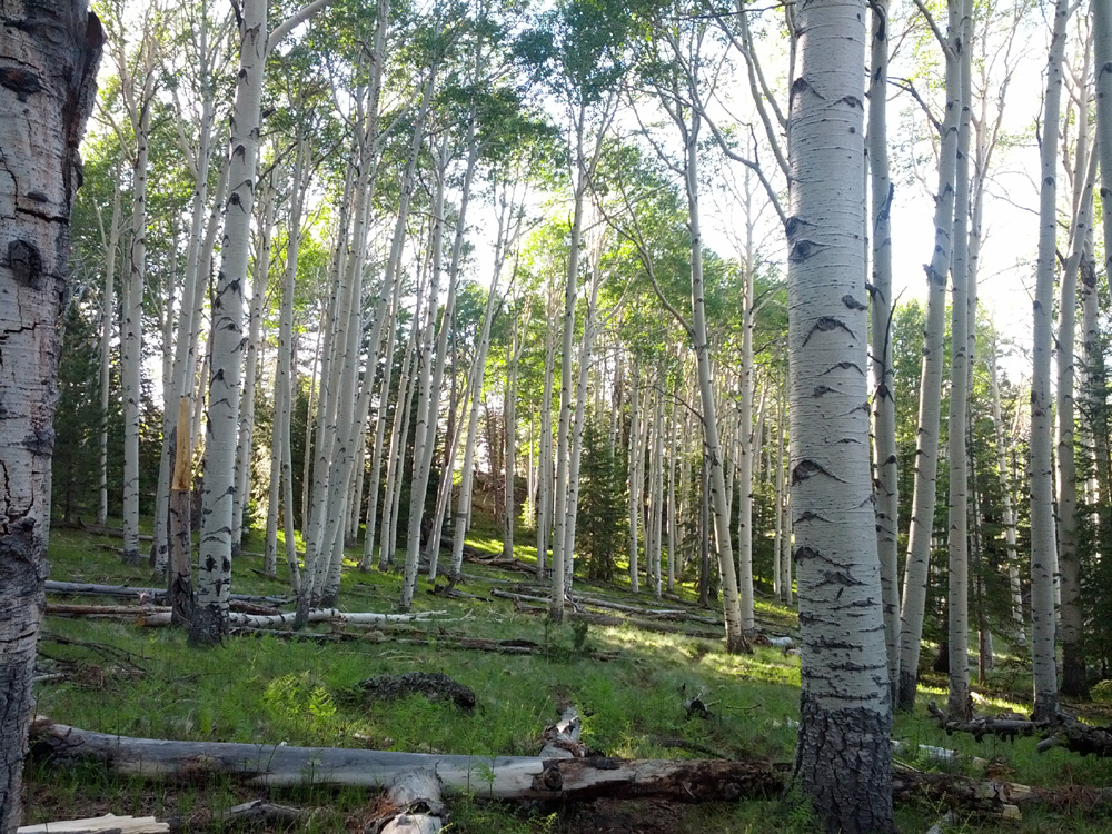 One of many Aspen stands